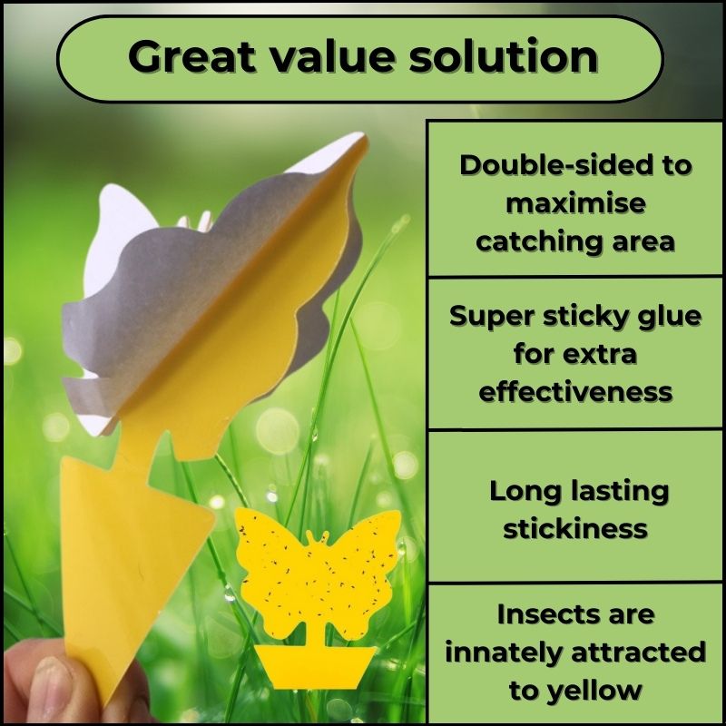 yellow sticky fly traps fungus gnat nematodes uk fungus gnat killer nematodes fungus gnat spray fungus gnat death drops fungus gnat killer spray anti fungus gnat treatment fungus gnat smoke bomb natural fungus gnat barrier fungus gnat catcher fungus gnat control house plant fly and fungus gnat control double sided fungus gnat sticky catchers fungus gnat drops dark-wined fungus gnat fungus gnat killer powder fungus gnat killer drops eco friendly