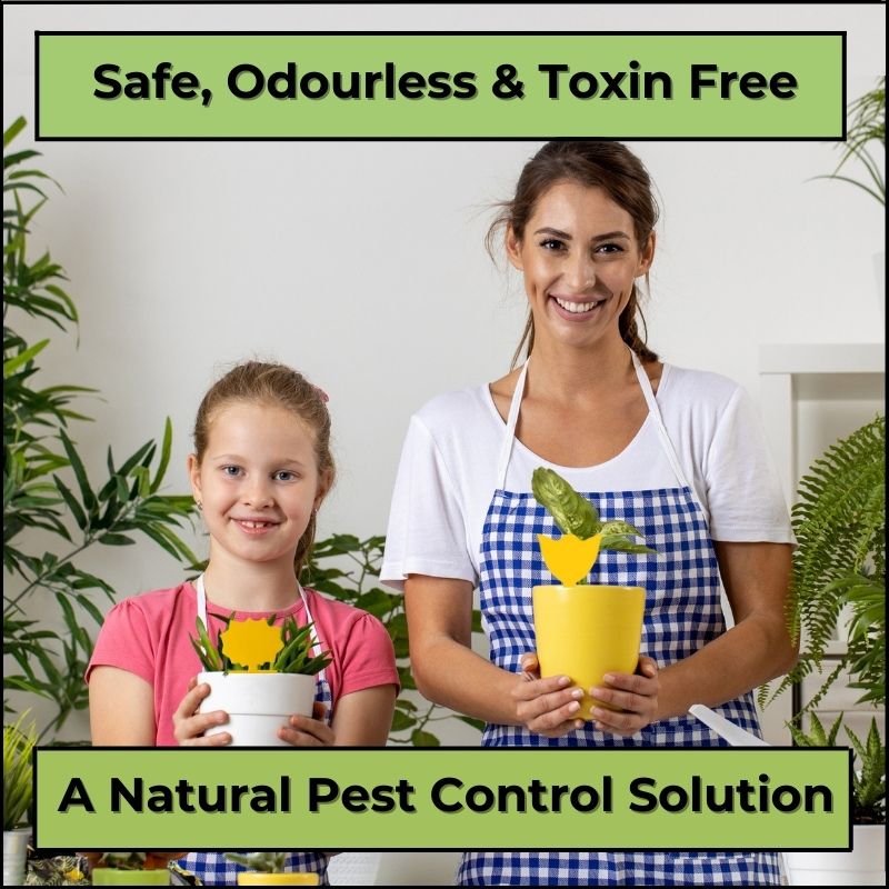 house plant fruit fly killer hanging fruit fly trap home fruit fly fruit fly
infestation fruit fly repellent indoor fruit fly indoor fruit fly insecticide fruit fly killer spray for indoor plants fruit fly spray killer indoor use fruit fly traps indoor sticky fruit flys fruit fly killers for the home fruit fly killer for plants fruit fly killer for soil fruit fly liquid fruit fly protection fruit fly paper fruit fly plant traps fruit fly prevention fruit fly smoke bomb fruit fly spray for plants fruit fly